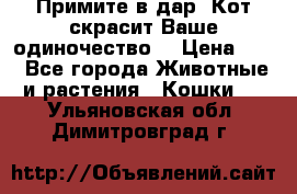 Примите в дар. Кот скрасит Ваше одиночество. › Цена ­ 0 - Все города Животные и растения » Кошки   . Ульяновская обл.,Димитровград г.